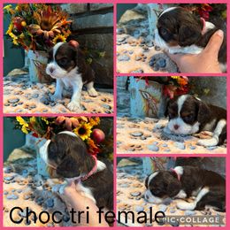 Choc tri pink - Chocolate female Cavalier King Charles Spaniel puppy in Greenleaf, Wisconsin from Ledgetop Family Cavaliers