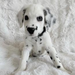 Donald Duck - Long coat - White and black male Dalmatian puppy in Jefferson, Georgia from Spotted Jewels Dalmatians