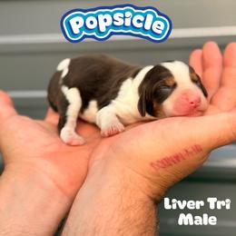 Popsicle - Liver white and tan male English Springer Spaniel puppy in Uvalda, Georgia from Willow Creek Farms