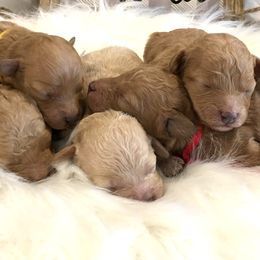 Maltipoo and Poodle Puppies from Toy Poodle & Maltipoo Maui