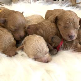 Maltipoo and Poodle Puppies from Toy Poodle & Maltipoo Maui