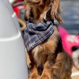 Dachshund Puppies from Larsh L❤️VE Miniature Dachshunds