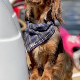Dachshund Puppies from Larsh L❤️VE Miniature Dachshunds