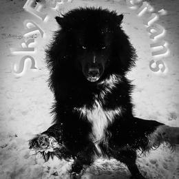 Rook - Siberian Husky
