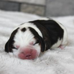 Dyson - Black tan and white male Beagle puppy in Morrill, Kansas from Kelle Beagles