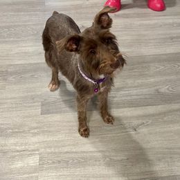Audrey - Miniature Schnauzer