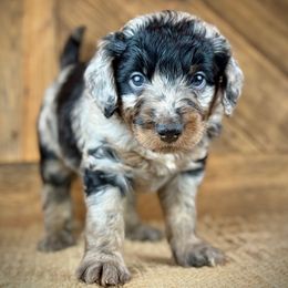 BMM2 - Blue merle male Aussiedoodle puppy in Prague, Oklahoma from Classic K9’s  Aussies & Doodles
