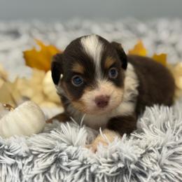 Cody - Red tri male Toy Australian Shepherd puppy in Ambrose, Georgia from Brandilyn's Aussies
