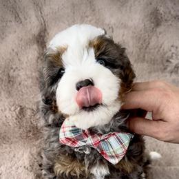 Bernedoodle, Cavapoo, and Goldendoodle Puppies from Blackberry Farm Puppies