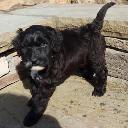 Lisbon - Black and white male Havanese puppy in Hamptonville, North Carolina from Alabama Havanese Kennel Tidewater Kennel