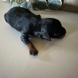 Queso - Black and tan female Cavapoo puppy in St. Louis, Missouri from Sweet Snuggles Cavapoos