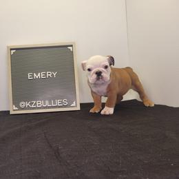 Emery - Red and white female Bulldog puppy in Hillsdale County, Michigan from KZ Bullies LLC