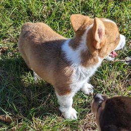 Juniper - Sable Pembroke Welsh Corgi puppy in Texas from Disco Corgis