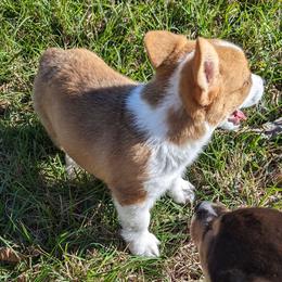 Juniper - Sable Pembroke Welsh Corgi puppy in Texas from Disco Corgis