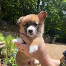 Jade - Red female Pembroke Welsh Corgi puppy in Birmingham, Alabama from Dalton Family Corgis