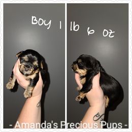 Boy 2 - Yorkshire Terrier puppy in Wartburg, Tennessee from Amanda's Precious Pups