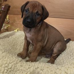 Rafe - Rd whtn blk nose male Rhodesian Ridgeback puppy in Gaffney, South Carolina from Circle D Farms