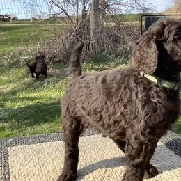Harper, boy 2 green - Brown Poodle puppy in Madison, Wisconsin from KB Standard Poodles