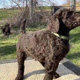 Harper, boy 2 green - Brown Poodle puppy in Madison, Wisconsin from KB Standard Poodles