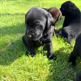 Ruger - Black male Labrador Retriever puppy in Richfield, Utah from Stormy River Retrievers
