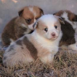 SableFawn Merle - Sable merle and white male American Corgi puppy in Cameron, Texas from Moonstone Corgis & Frenchies