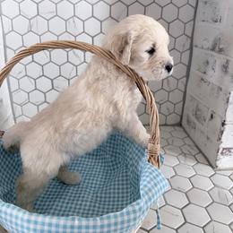 Barb - Cream female Goldendoodle puppy in Mount Pleasant, Utah from Betty's Goldendoodles