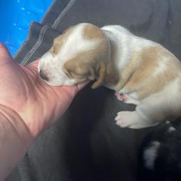 Esme - Lemon and white female Basset Hound puppy in Daleville, Alabama from Home Grown Basset Hounds of Alabama