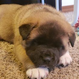 Akita Puppies from Mizuki Akita LLC.