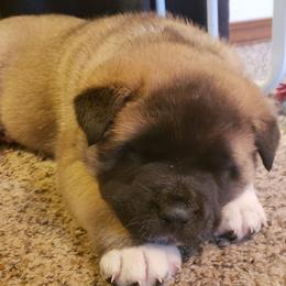 Akita Puppies from Mizuki Akita LLC.