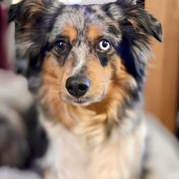 Reba - Miniature Australian Shepherd