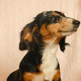 Winnie - Dachshund