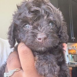 Chase - Brown male Cockapoo puppy in Palmdale, California from Pucci Pawfect
