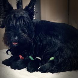 Scottish Terriers from Gulf Coast Scotties