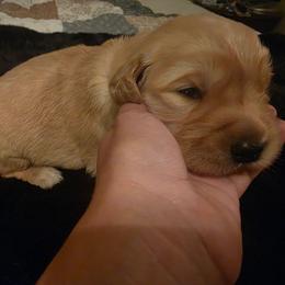 Baby boy yellow - Dark golden male Golden Retriever puppy in Clarksville, Tennessee from 255 Goldens