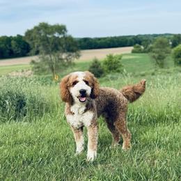 Tucker - Bernedoodle