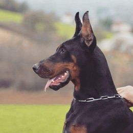 Reveille - Doberman Pinscher
