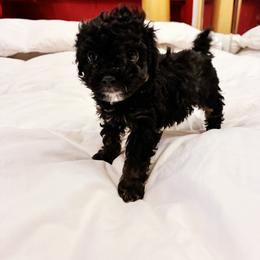 IRAS - Black female Poodle puppy in Jersey City, New Jersey from Tuts Pups Cafe