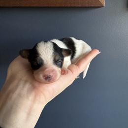 Papillon puppies from Papillons in the Pines