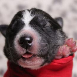 Red - Black and white male Siberian Husky puppy in York, Pennsylvania from Spalla Pups