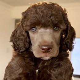 Meadow - Cafe au lait female Poodle puppy in Stuart, Florida from AKC/Excellent + Good OFA Sweet Delightful Poodles