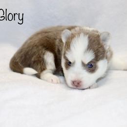 Glory - Lavender female Pomsky puppy in Denham Springs, Louisiana from Bayouland Pomskies