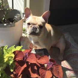 Tirzah - French Bulldog