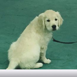 Golden Retriever Puppies from Fiddle In Gold Retrievers