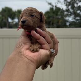 Toffee - Red  male Poodle puppy in Deltona, Florida from Poodles by CNC