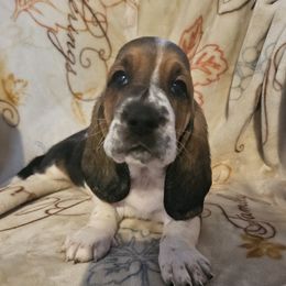 Girl 7 - Basset Hound puppy from Bad and Boujee Basset Hounds
