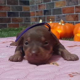 Pedro - Chocolate and tan male Miniature Pinscher puppy in Baton Rouge, Louisiana from Pike's Pups