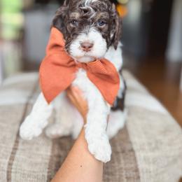 Hereford - Parti male Goldendoodle puppy in New Harmony, Indiana from Cottonwood Farms