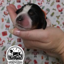 Comet - Black white and tan male English Springer Spaniel puppy in Ocoee, Tennessee from Ocoee Mountain Springers
