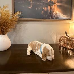 Harvest - Lemon and white male English Springer Spaniel puppy in Morrilton, Arkansas from Triple M Farms & Springers
