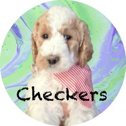Checkers - Parti male Springerdoodle puppy in Murrells Inlet, South Carolina from SpringerDoodles at the Beach